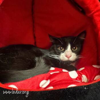 Mittens -  Domestic Short Hair and Abyssinian Cat for Adoption in Cheyenne, Wyoming - Mittens | PetCurious