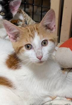 Chippy -  Domestic Short Hair Cat for Adoption in Pompano Beach, Florida - Chippy | PetCurious