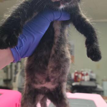 Chamomile -  Domestic Short Hair Cat for Adoption in Mt. Juliet, Tennessee - Chamomile | PetCurious
