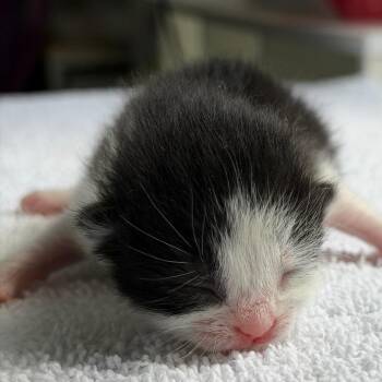 Domestic Medium Hair Cats Available for Adoption in Chapel Hill, North Carolina - Beyonce | PetCurious