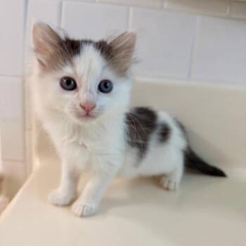 Panda 2026-416 -  Domestic Long Hair Cat for Adoption in Winder, Georgia - Panda 2026-416 | PetCurious