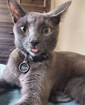 Russian Blue and Domestic Short Hair Cats Available for Adoption in San Juan Capistrano, California - Zena | PetCurious