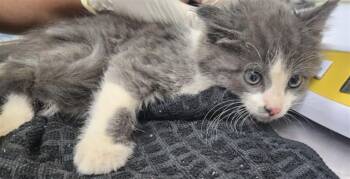 Domestic Short Hair Cats Available for Adoption in Santa Fe, New Mexico - LONDON FOG | PetCurious