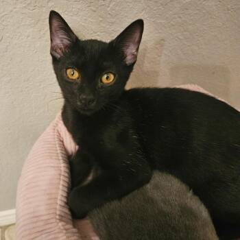 Tucker -  Domestic Short Hair Cat for Adoption in Fort Worth, Texas - Tucker | PetCurious