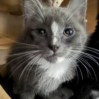 Jackie -  Domestic Short Hair Cat Available for Adoption in Middlebury, Vermont - Jackie | PetCurious