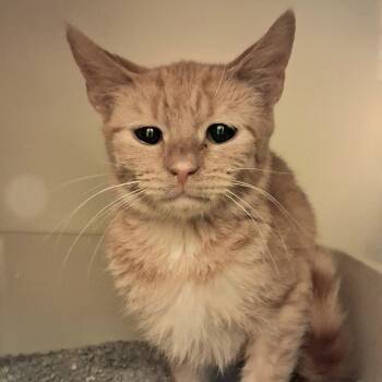 Rescue Domestic Short Hair Cats for Adoption in Dayton, Ohio - Quibbler | PetCurious