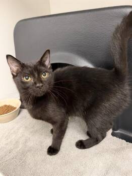 MORTICIA -  Domestic Short Hair Cat for Adoption in Ontario, California - MORTICIA | PetCurious