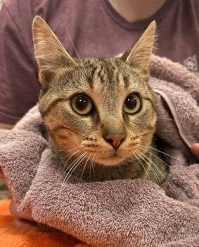 Luke Skywhisker -  Domestic Short Hair Cat for Adoption in Fishers, Indiana - Luke Skywhisker | PetCurious