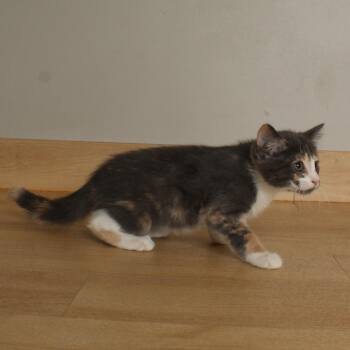 Pachy C70168 -  Domestic Short Hair Cat for Adoption in Minnetonka, Minnesota - Pachy C70168 | PetCurious