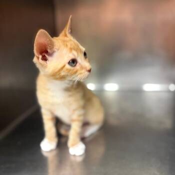 Gilbert 8814 -  Domestic Short Hair Cat for Adoption in Hamilton, Georgia - Gilbert 8814 | PetCurious