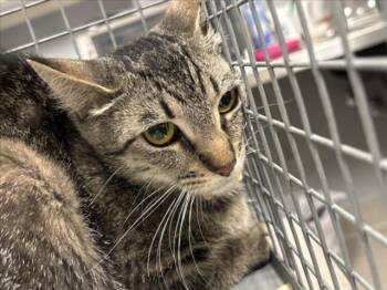 Rescue Domestic Short Hair Cats for Adoption in Las Vegas, Nevada - STIX | PetCurious