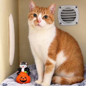 Connie -  Domestic Short Hair Cat for Adoption in South Elgin, Illinois - Connie | PetCurious