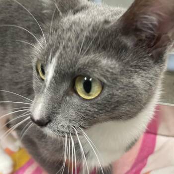 Ashlyn -  Domestic Short Hair Cat for Adoption in Saint Charles, Missouri - Ashlyn | PetCurious