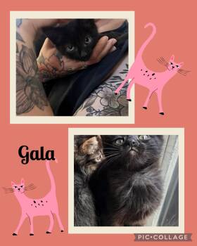 Domestic Short Hair Cats Available for Adoption in Newberg, Oregon - Gala | PetCurious