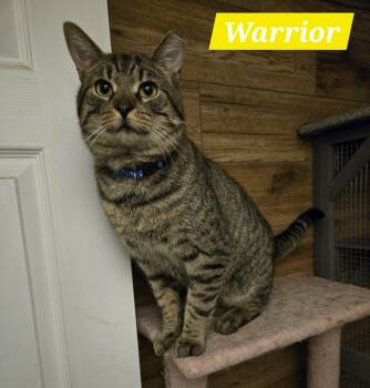 Domestic Short Hair Cats Available for Adoption in Montreal, Quebec - Warrior (Wawa) | PetCurious