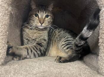 Caleb -  Domestic Short Hair Cat for Adoption in Phoenix, Arizona - Caleb | PetCurious