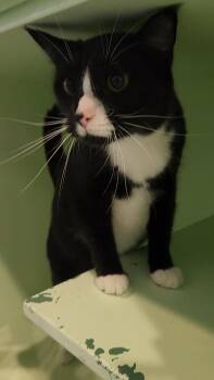 Scooter (Bonded with Fla-Fol) -  Domestic Short Hair Cat for Adoption in Charleston, South Carolina - Scooter (Bonded With Fla-Fol) | PetCurious