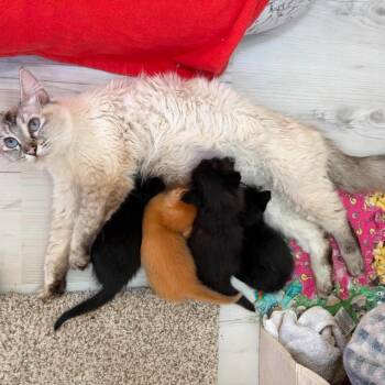 Sasha -  Ragdoll Cat for Adoption in Ferndale, Washington - Sasha | PetCurious