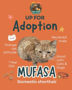 Domestic Short Hair Cats Available for Adoption - Mufasa  | PetCurious