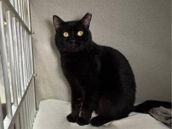 Midnight Rider -  Domestic Short Hair Cat for Adoption in Sharpsville, Pennsylvania - Midnight Rider | PetCurious