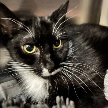 Domestic Short Hair Cats Available for Adoption in Charlottesville, Virginia - Geeze Louise | PetCurious