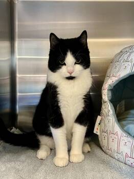 Domestic Short Hair Cats Available for Adoption in Delta, British Columbia - Zeng | PetCurious