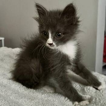 Domestic Short Hair Cats Available for Adoption in Normal, Illinois - Chevy | PetCurious