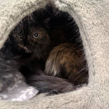 Coco -  Domestic Long Hair Cat for Adoption in Branford, Connecticut - Coco | PetCurious