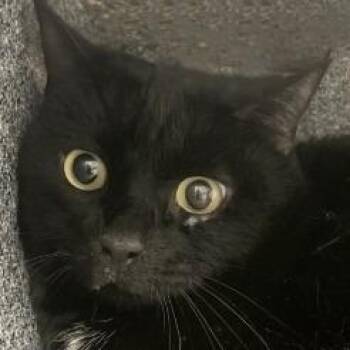 Harley -  Domestic Short Hair Cat for Adoption in Brenham, Texas - Harley | PetCurious
