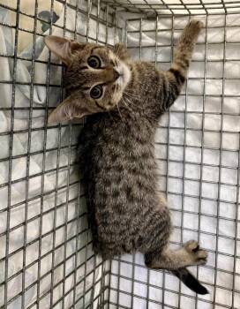 Spider -  Domestic Short Hair Cat for Adoption in Gillette, Wyoming - Spider | PetCurious