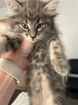 Rescue Domestic Long Hair Cats for Adoption in Houston, Texas - A645337 | PetCurious