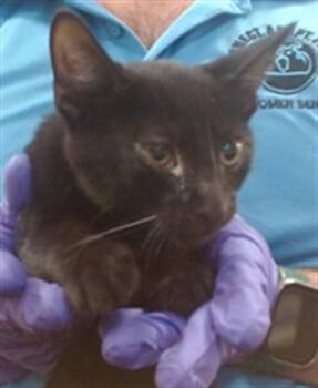 TROY -  Domestic Short Hair Cat for Adoption in Doral, Florida - TROY | PetCurious