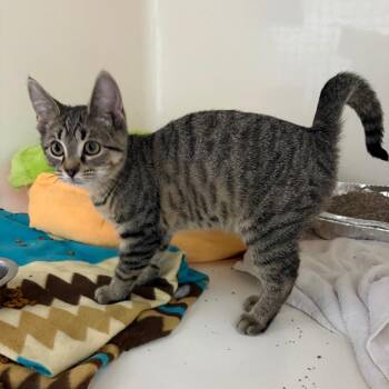 Tonka -  Domestic Short Hair Cat for Adoption in Chicago, Illinois - Tonka | PetCurious