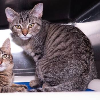 Rick James -  Domestic Short Hair Cat for Adoption in Seattle, Washington - Rick James | PetCurious