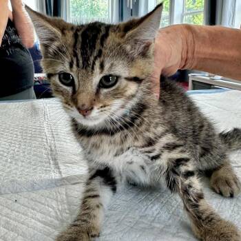 Donovan May -  Domestic Short Hair Cat for Adoption in Woodstock, Virginia - Donovan May | PetCurious