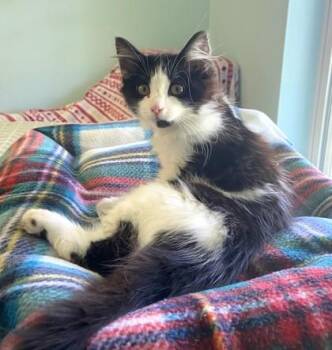 Mabel -  Domestic Long Hair and Domestic Short Hair Cat for Adoption in Morristown, New Jersey - Mabel | PetCurious