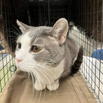 Domestic Short Hair Cats Available for Adoption - Momo | PetCurious