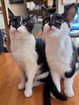 Domestic Short Hair Cats Available for Adoption - Swirl | PetCurious
