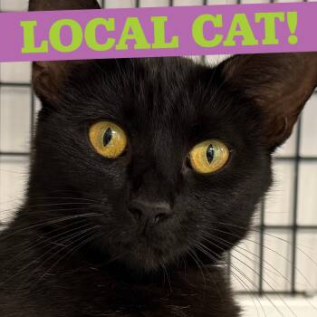 LOCAL CAT, Aberdeen -  Domestic Medium Hair Cat for Adoption in Scituate, Rhode Island - LOCAL CAT, Aberdeen | PetCurious