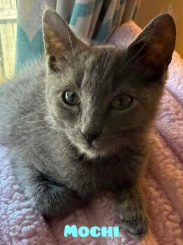Mochi -  Russian Blue and Domestic Short Hair Cat for Adoption in Shrewsbury, Massachusetts - Mochi | PetCurious