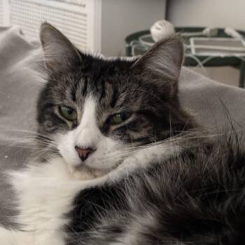 Rescue Domestic Medium Hair Cats for Adoption in Chicago, Illinois - Misty | PetCurious