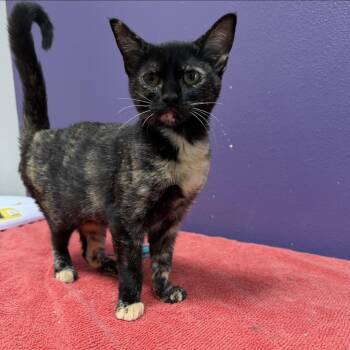 Domestic Short Hair Cats Available for Adoption in Englewood, Florida - Hula | PetCurious