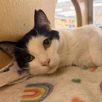 Rescue Domestic Short Hair Cats for Adoption in Gladstone, Oregon - Little Spot | PetCurious