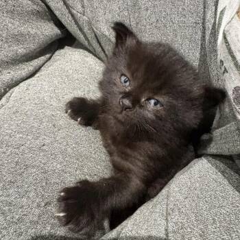 Domestic Short Hair Cats Available for Adoption in Calgary, Alberta - Reece | PetCurious