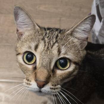 Saffron -  Domestic Short Hair Cat for Adoption in Cumming, Georgia - Saffron | PetCurious