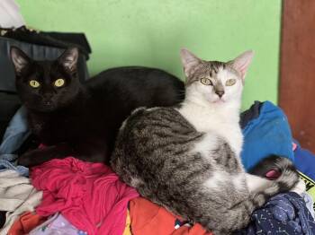 Domestic Short Hair Cats Available for Adoption in Akron, Ohio - Seven And Dump Truck | PetCurious