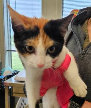 Jasmine -  Domestic Short Hair Cat for Adoption in Lafayette, Indiana - Jasmine | PetCurious