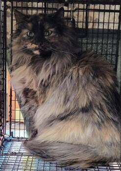 Magnolia -  Domestic Long Hair Cat for Adoption in Baltimore, Maryland - Magnolia | PetCurious