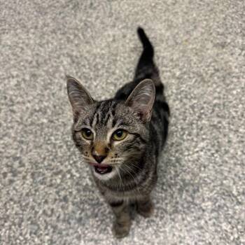Domestic Short Hair Cats Available for Adoption in Buffalo, Minnesota - Vincent *Meet Me At Eagan Petsmart* | PetCurious