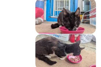 Rescue Domestic Short Hair Cats for Adoption in Albion, New York - Tabitha | PetCurious